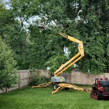 Best Tree Health Inspection  in San Martin, CA