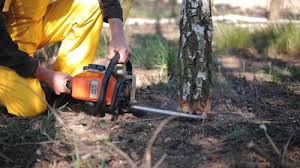 Best Tree Cabling and Bracing  in San Martin, CA