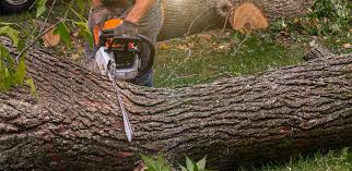 Best Palm Tree Trimming  in San Martin, CA