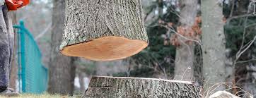 Best Firewood Processing and Delivery  in San Martin, CA