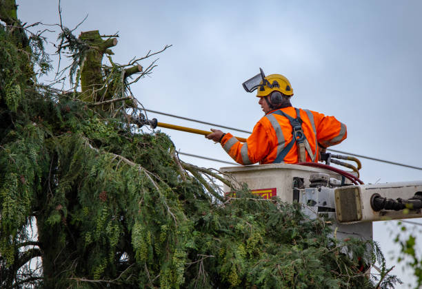 Best Tree Trimming and Pruning  in San Martin, CA