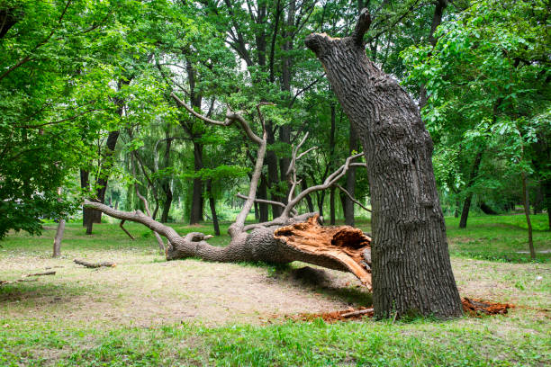 Best Lawn Pest Prevention  in San Martin, CA