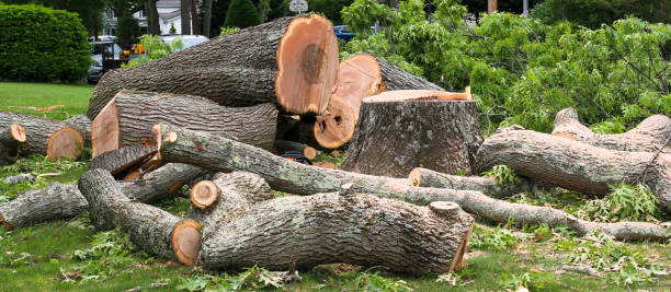 Best Tree Removal  in San Martin, CA