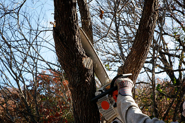 Best Tree Disease Treatment  in San Martin, CA