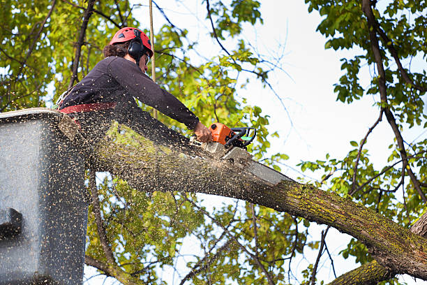  San Martin, CA Tree Care Pros