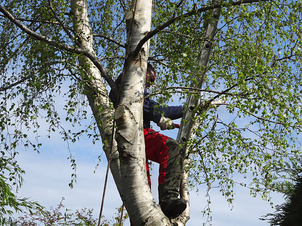 Best Seasonal Cleanup (Spring/Fall)  in San Martin, CA