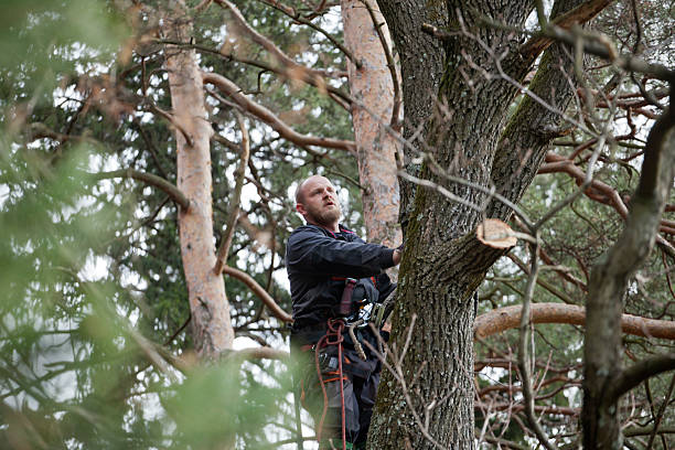 Best Tree Risk Assessment  in San Martin, CA