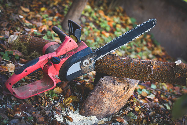 Best Tree Mulching  in San Martin, CA