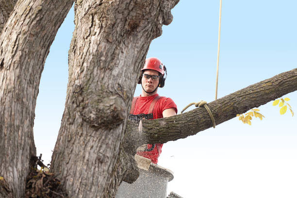Reliable San Martin, CA Tree Care Solutions